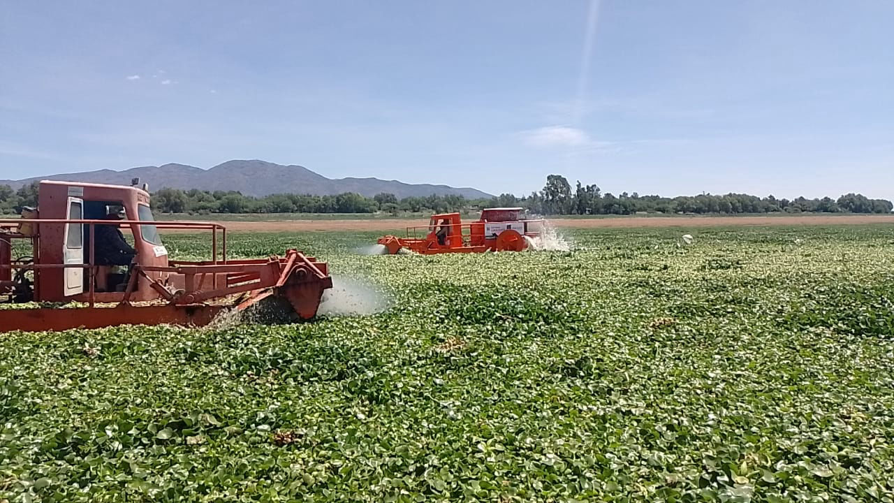 Semarnath retiró 670 hectáreas de lirio de la presa Endhó